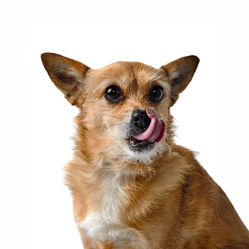 Hazel Bean, a THS Creative studio dog